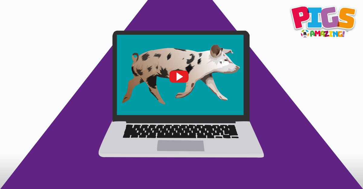 Pig Videos R Amazing!