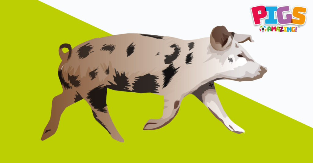 Pigs R Amazing! - Running Pigs