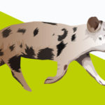 Pigs R Amazing! - Running Pigs