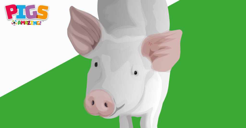 Pigs R Amazing! - Pigs Smell