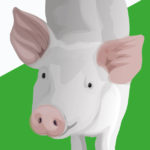 Pigs R Amazing! - Pigs Smell