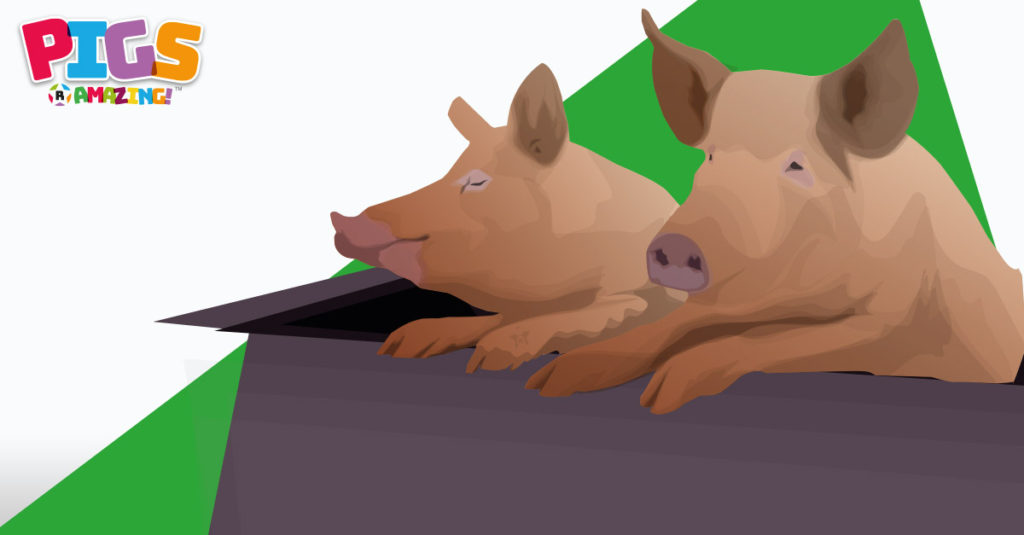 Pigs R Amazing! - Tamworth Two
