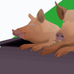 Pigs R Amazing! - Tamworth Two