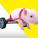Pigs R Amazing! - Pig in a wheelchair
