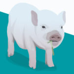 Pigs R Amazing! - The Wonder Pig