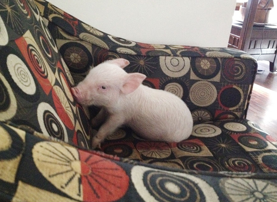 Baby Esther The Wonder Pig