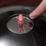 Pig Optical Illusions