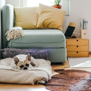 Living Room Dilemmas R Amazing! - Pets on furniture vs Pets no allowed on the furniture