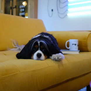 Living Room Dilemmas R Amazing! - Pets on furniture vs Pets no allowed on the furniture