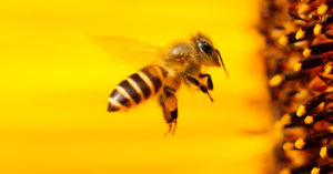 Bees R Amazing!
