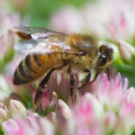 Bees The Most Important Living Beings