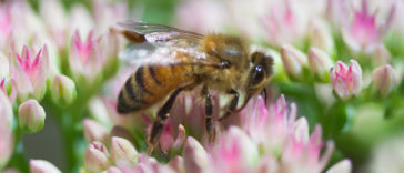 Bees The Most Important Living Beings