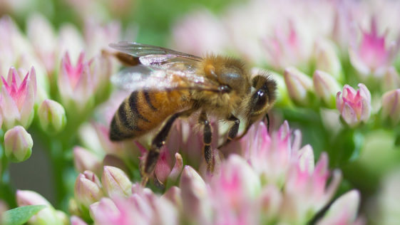 Bees The Most Important Living Beings