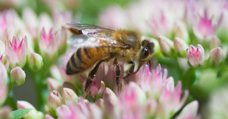 Bees The Most Important Living Beings