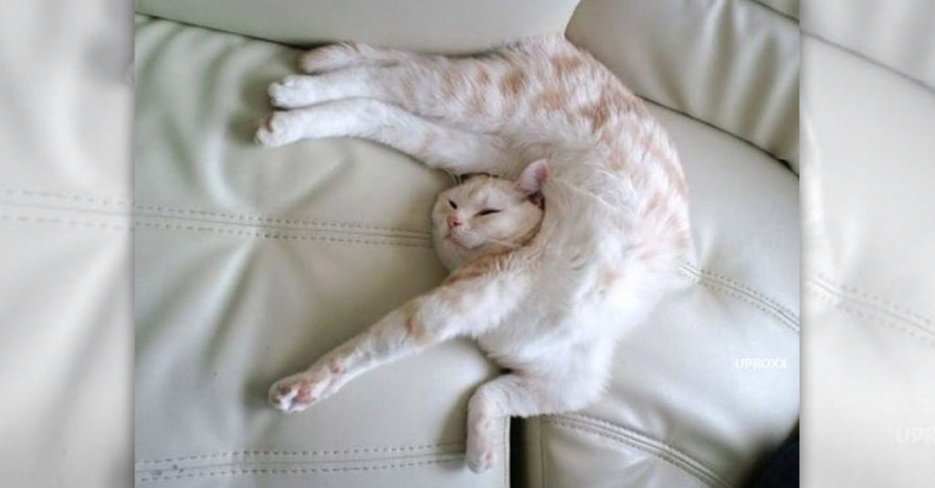 Cat Sleep Positions R Amazing! - Acrobatic