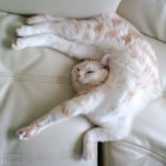 Cat Sleep Positions R Amazing! - Acrobatic