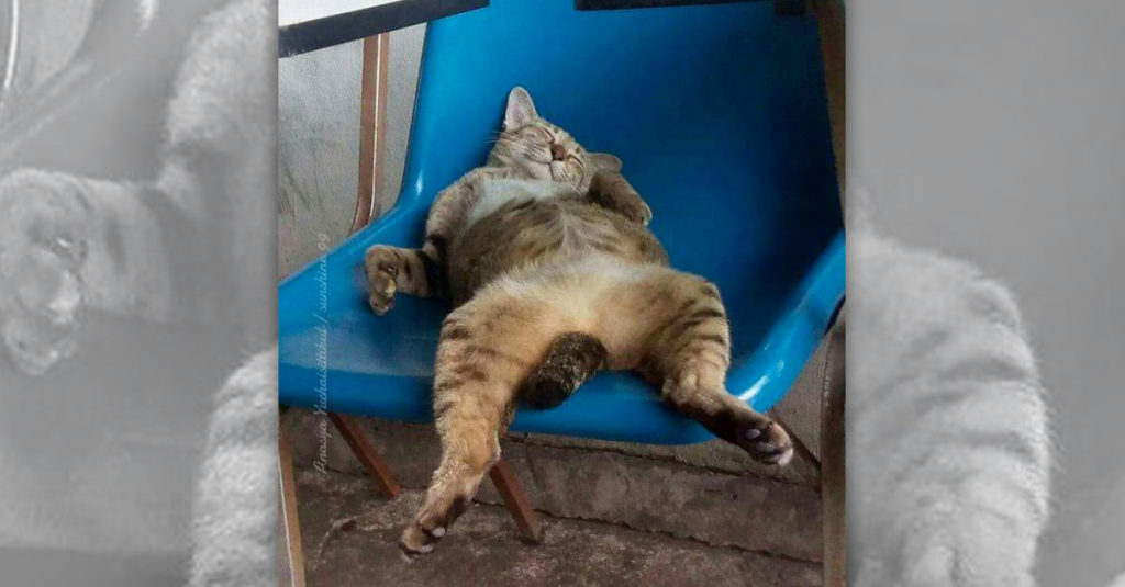 Cat Sleep Positions R Amazing! - Slouching in a Chair