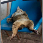 Cat Sleep Positions R Amazing! - Slouching in a Chair