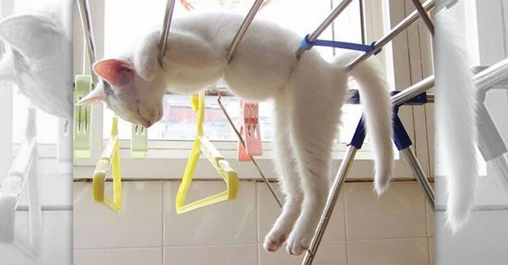 Cat Sleep Positions R Amazing! - Clothes Airer
