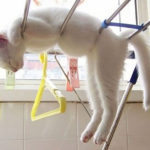 Cat Sleep Positions R Amazing! - Clothes Airer