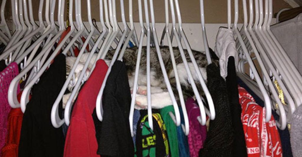 Cat Sleep Positions R Amazing! - Hangers