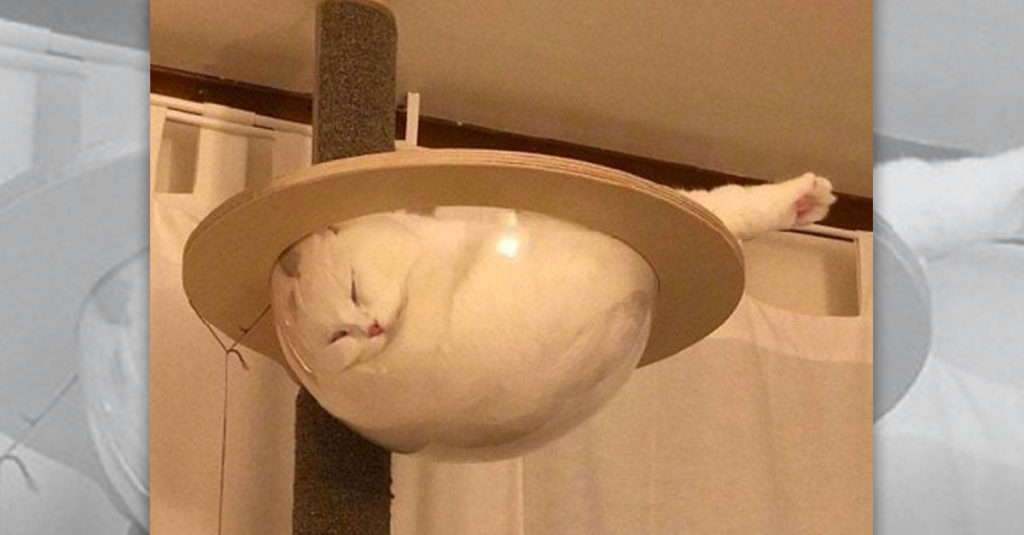 Cat Sleep Positions R Amazing! - Dome