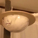 Cat Sleep Positions R Amazing! - Dome