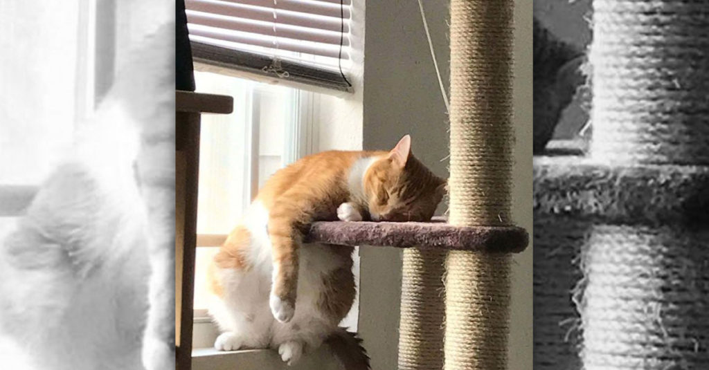 Cat Sleep Positions R Amazing! - Leaning