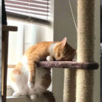 Cat Sleep Positions R Amazing! - Leaning