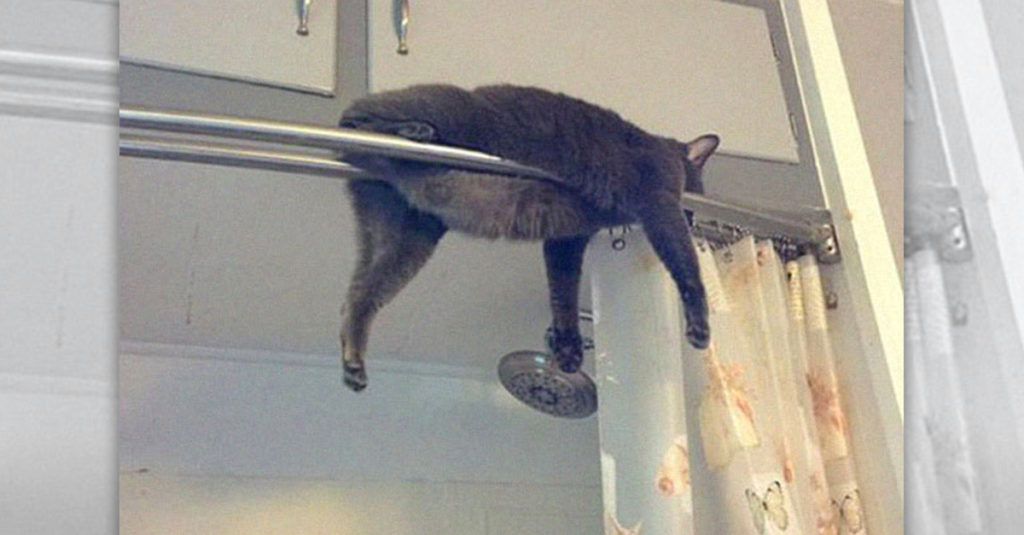 Cat Sleep Positions R Amazing! - Shower Rail