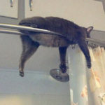 Cat Sleep Positions R Amazing! - Shower Rail