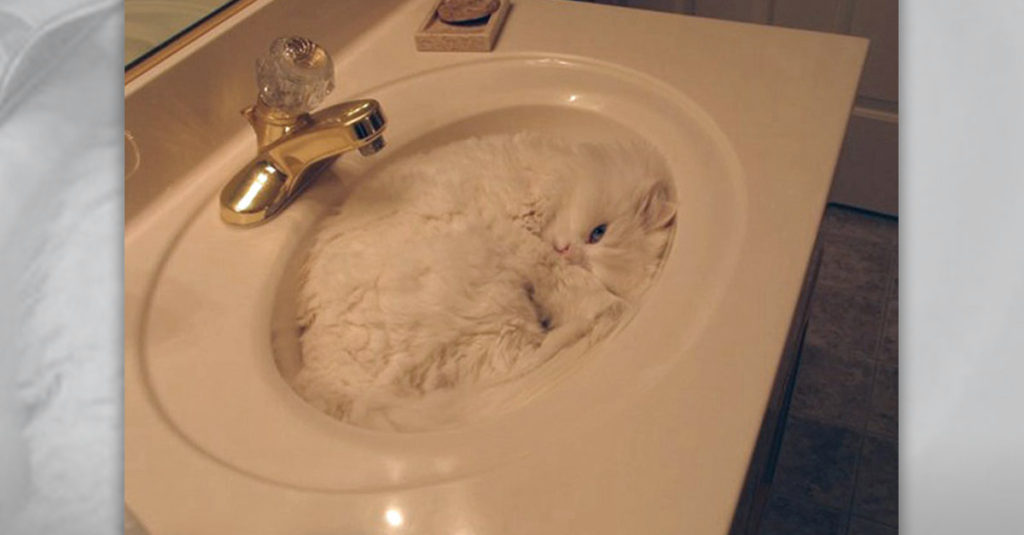 Cat Sleep Positions R Amazing! - Sink
