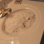 Cat Sleep Positions R Amazing! - Sink