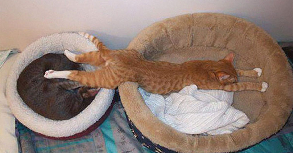 Cat Sleep Positions R Amazing! - Stretching