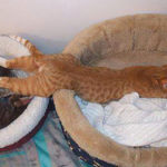 Cat Sleep Positions R Amazing! - Stretching
