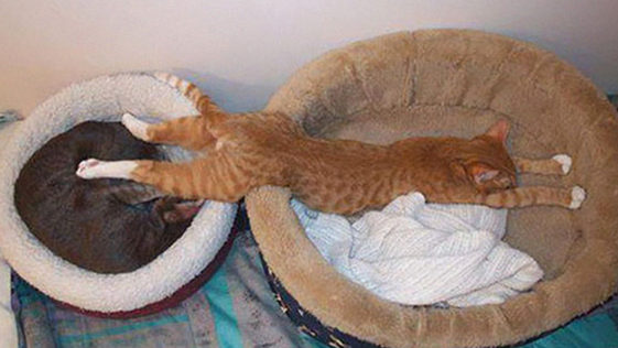 Cat Sleep Positions R Amazing! - Stretching