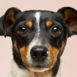 Dogs Can Recognise a Bad Person