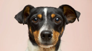 Dogs Can Recognise a Bad Person