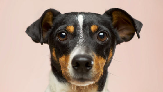 Dogs Can Recognise a Bad Person