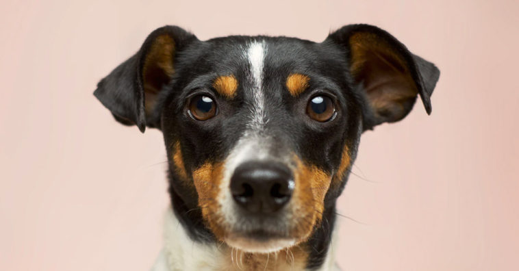 Dogs Can Recognise a Bad Person