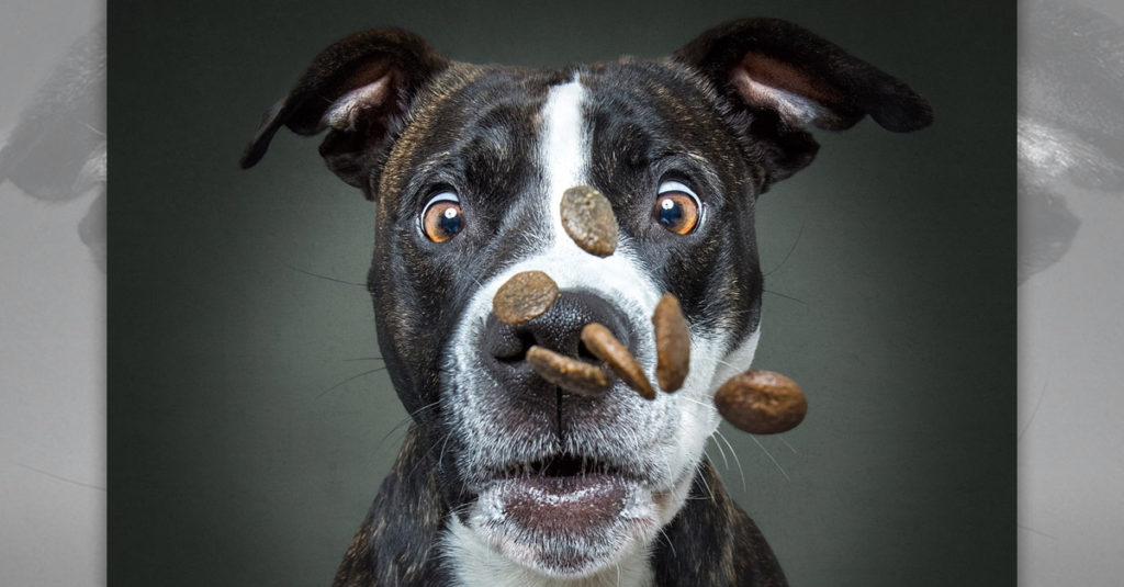 Dogs Catching Treats R Amazing!