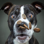 Dogs Catching Treats R Amazing!