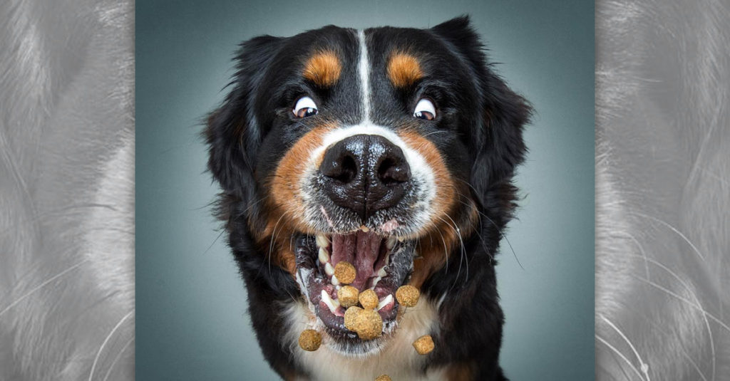 Dogs Catching Treats R Amazing!