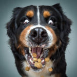 Dogs Catching Treats R Amazing!