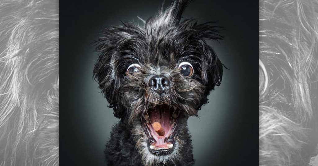 Dogs Catching Treats R Amazing!