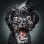 Dogs Catching Treats R Amazing!