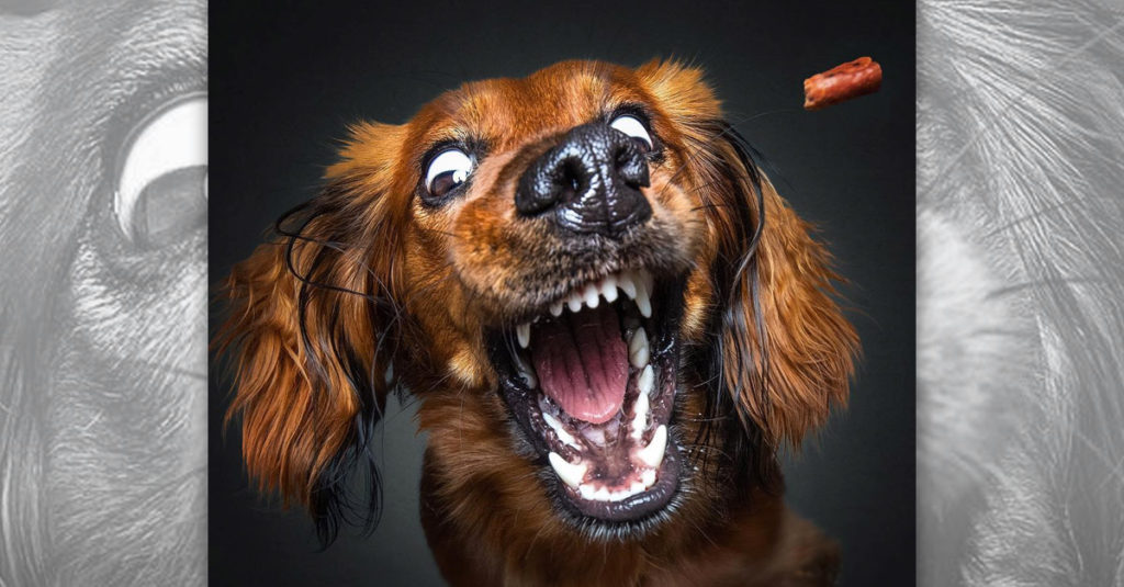 Dogs Catching Treats R Amazing!