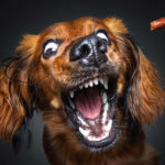 Dogs Catching Treats R Amazing!