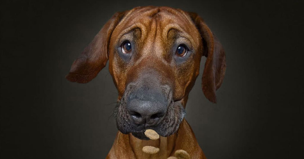 Dogs Catching Treats R Amazing!