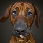 Dogs Catching Treats R Amazing!